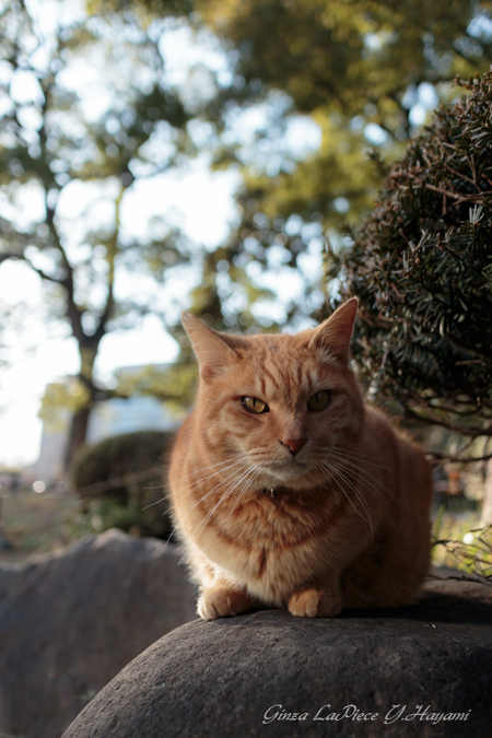 猫のいる風景 日比谷公園 見つめるチャッピー_b0133053_00768.jpg