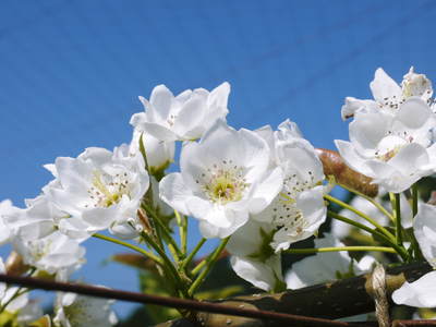 熊本梨 岩永農園 梨の花とミツバチによる交配(受粉)の話_a0254656_17565038.jpg