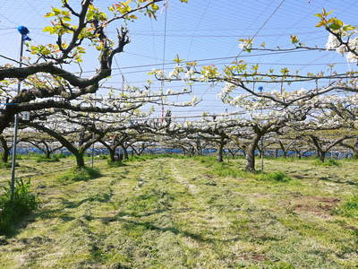 熊本梨 岩永農園 梨の花とミツバチによる交配(受粉)の話_a0254656_18251932.jpg