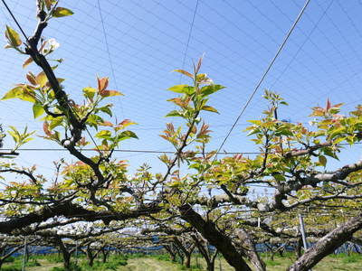 熊本梨 岩永農園 梨の花とミツバチによる交配(受粉)の話_a0254656_18303723.jpg