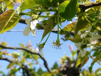 熊本梨 岩永農園 梨の花とミツバチによる交配(受粉)の話_a0254656_18315144.jpg