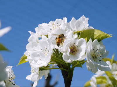熊本梨 岩永農園 梨の花とミツバチによる交配(受粉)の話_a0254656_1840851.jpg
