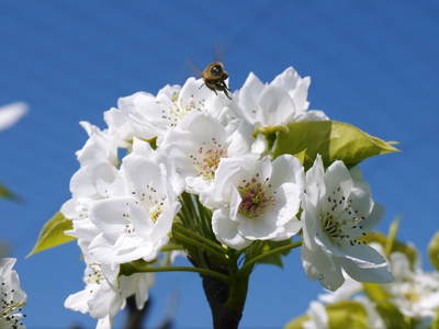 熊本梨 岩永農園 梨の花とミツバチによる交配(受粉)の話_a0254656_18435620.jpg