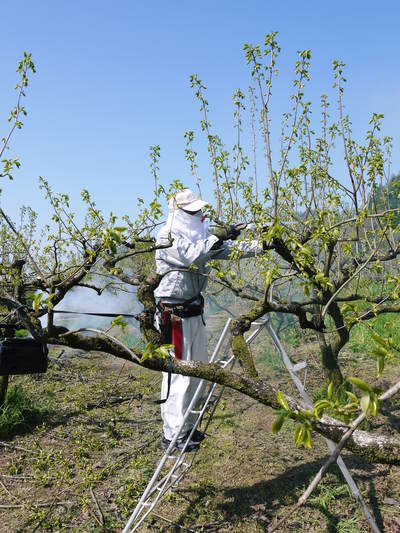 熊本梨 岩永農園 梨の花とミツバチによる交配(受粉)の話_a0254656_18552791.jpg
