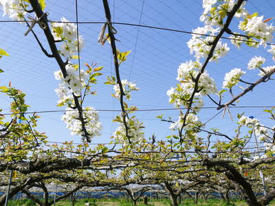 熊本梨 岩永農園 梨の花とミツバチによる交配(受粉)の話_a0254656_19232966.jpg
