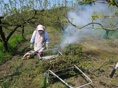 熊本梨 岩永農園 梨の花とミツバチによる交配(受粉)の話_a0254656_1985880.jpg