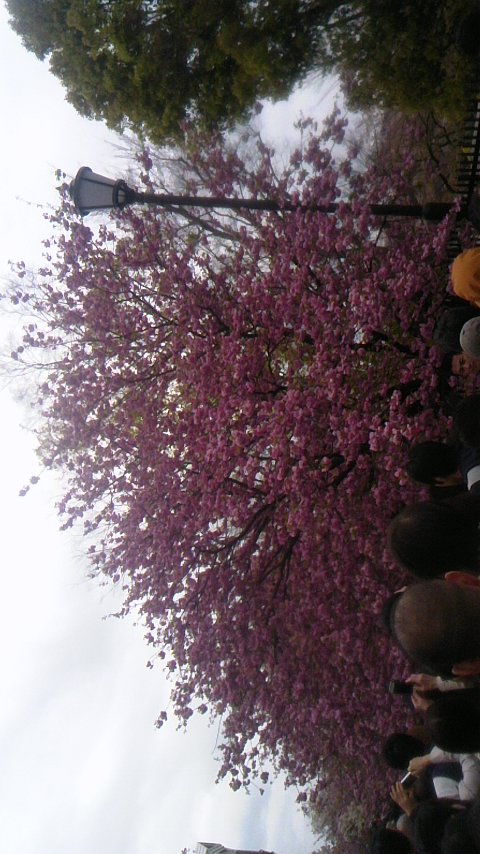 造幣局桜の通り抜け3_a0305461_12383766.jpg