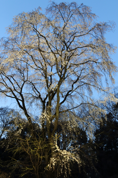 六義園　しだれ桜と大名庭園のライトアップ　4_d0152261_2145527.jpg