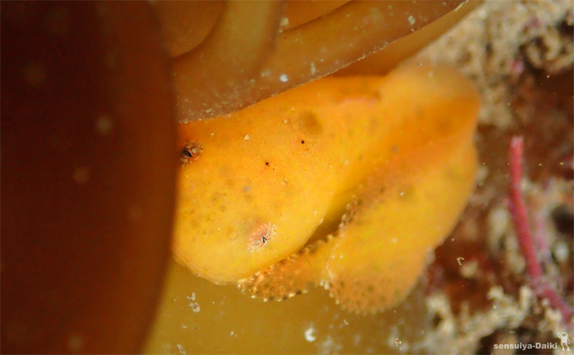 e0158261_623509.jpg