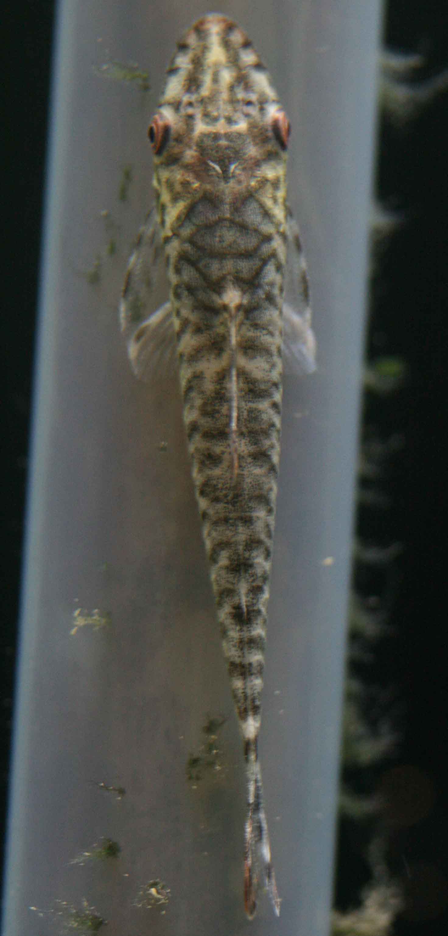 a0162263_18583126.jpg