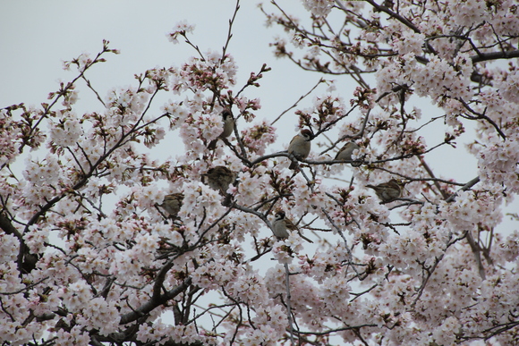 嵯峨野嵐山 サクラ 2015年_d0202264_99365.jpg