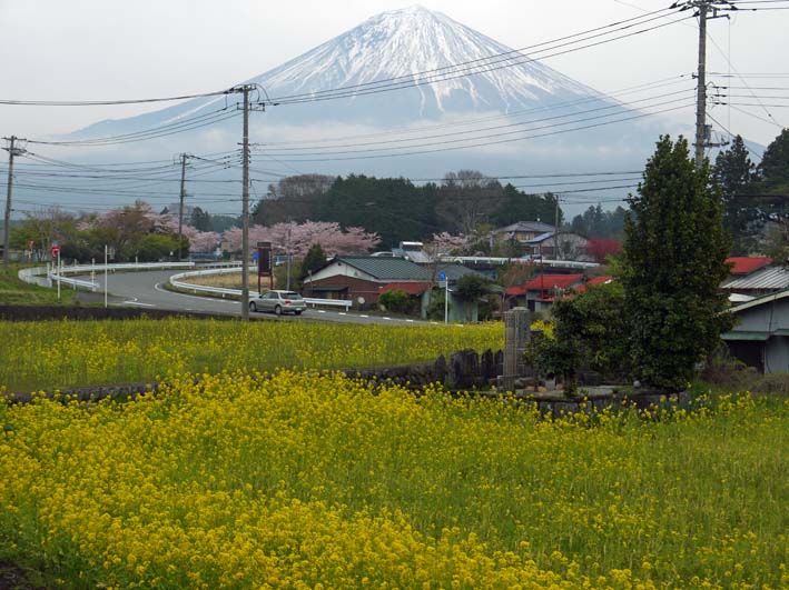 富士の裾野で日本最古の山桜・狩宿の下馬桜に対面4・1０_c0014967_12345216.jpg