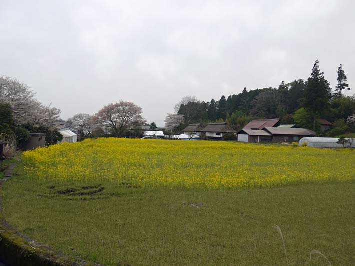 富士の裾野で日本最古の山桜・狩宿の下馬桜に対面4・1０_c0014967_1235722.jpg