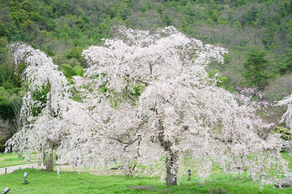 満開の桜_f0000767_135125.jpg