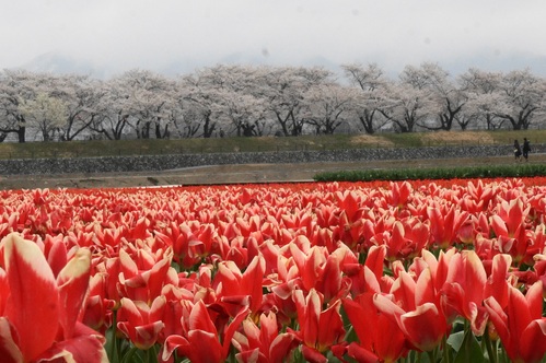 前沢ガーデン　桜花園　と舟川べり　のさくら　と宇奈月の天井絵_a0195071_22293234.jpg