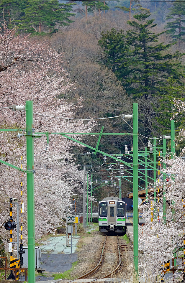 桜と電車_e0096372_17205496.jpg