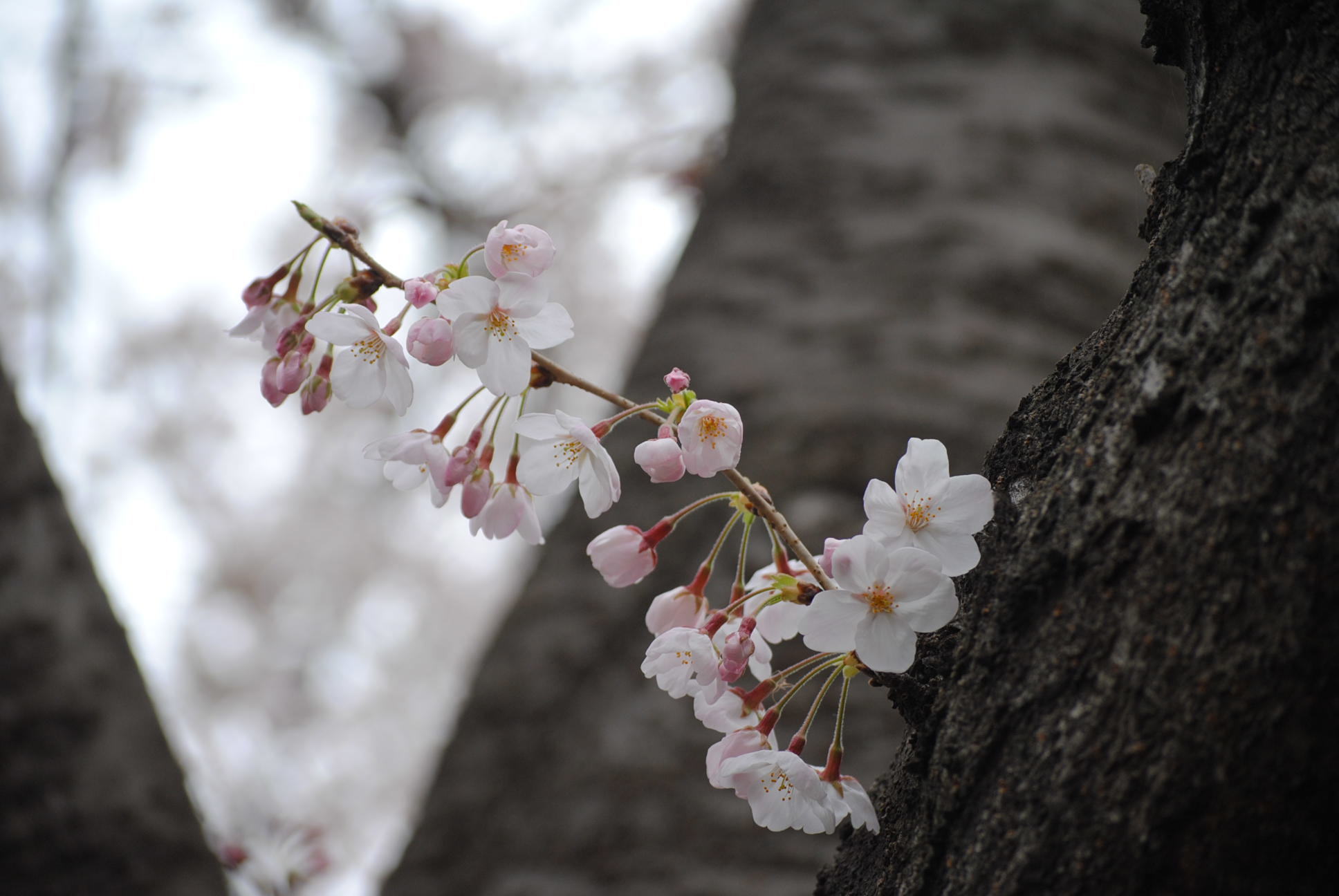 ♪ ダニエル 恩田川でお花見散歩～(*ﾟ▽ﾟ*) ♪ 　_b0242873_10463321.jpg