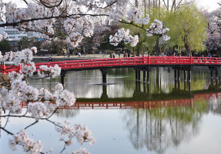 桜の松本城_e0144973_11384025.jpg