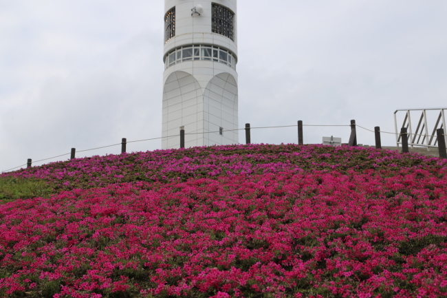 シンボルタワーの芝桜_f0310873_18314323.jpg