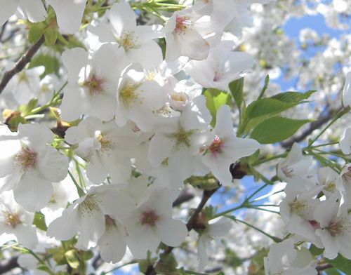 真っ白な 高桑星桜 と 白い桜餅 Simple Life
