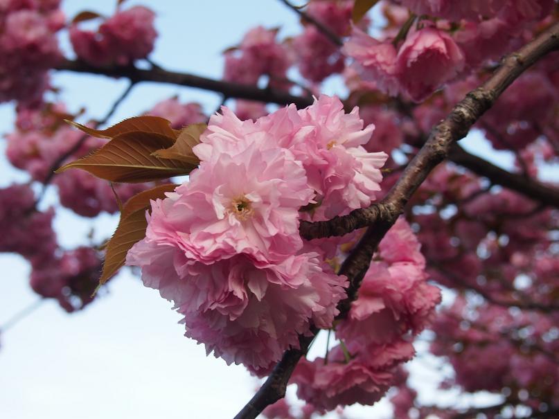 造幣局の桜_d0158279_20251386.jpg