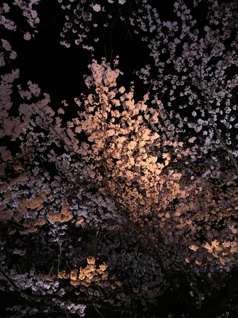 雨の夜桜_d0182179_16434766.jpg