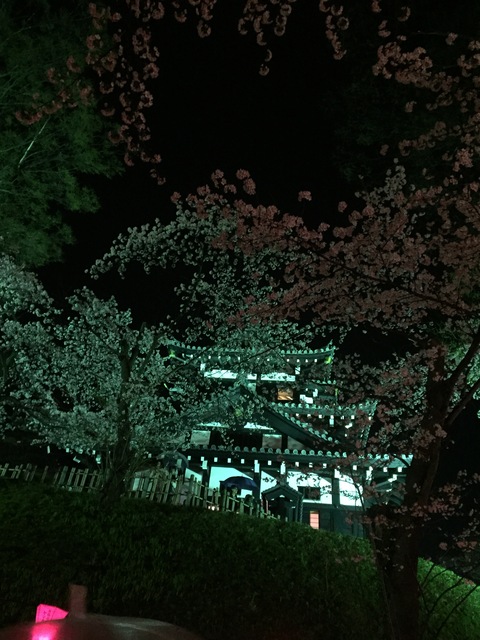 雨の夜桜_d0182179_16461420.jpg