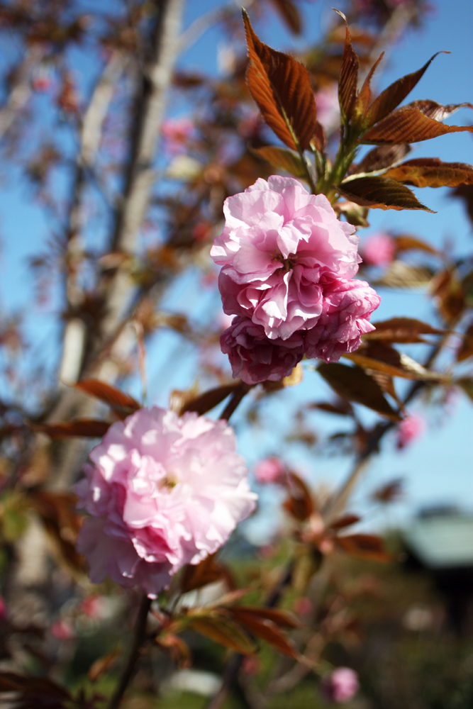 4月11日の桜開花状況_d0249079_1693632.jpg