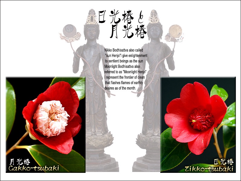 花たち 日光椿と月光椿 ジッコウ ガッコウ デジカメ散歩写真