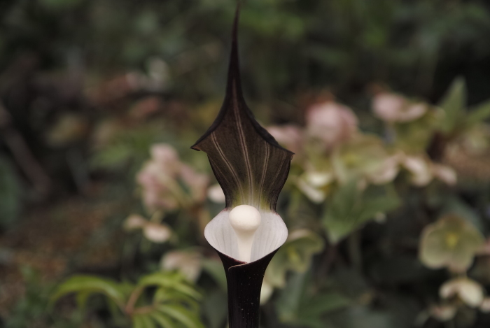 Arisaema sikokianum_a0194582_17261031.jpg