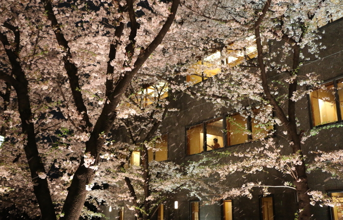 祇園白川の宵桜_c0338583_22155312.jpg