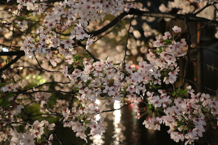 祇園白川の宵桜_c0338583_22184343.jpg