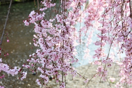 しだれ桜が見頃です_b0236985_22144006.jpg
