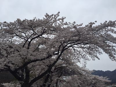 満開の横川へ〜_d0133485_12204812.jpg