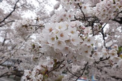 満開の横川へ〜_d0133485_1221040.jpg