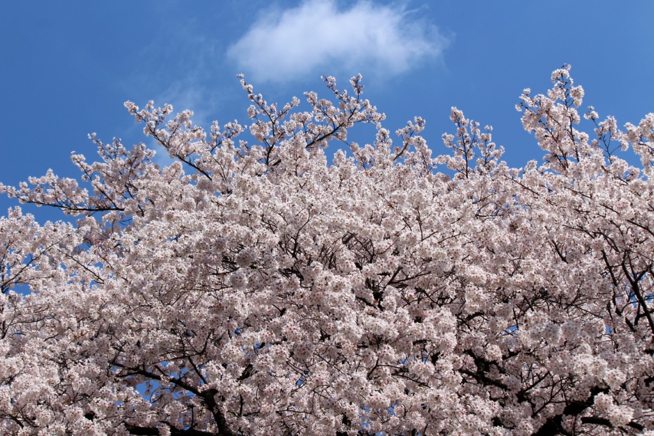 新宿御苑の桜 2015①_a0127090_11262.jpg