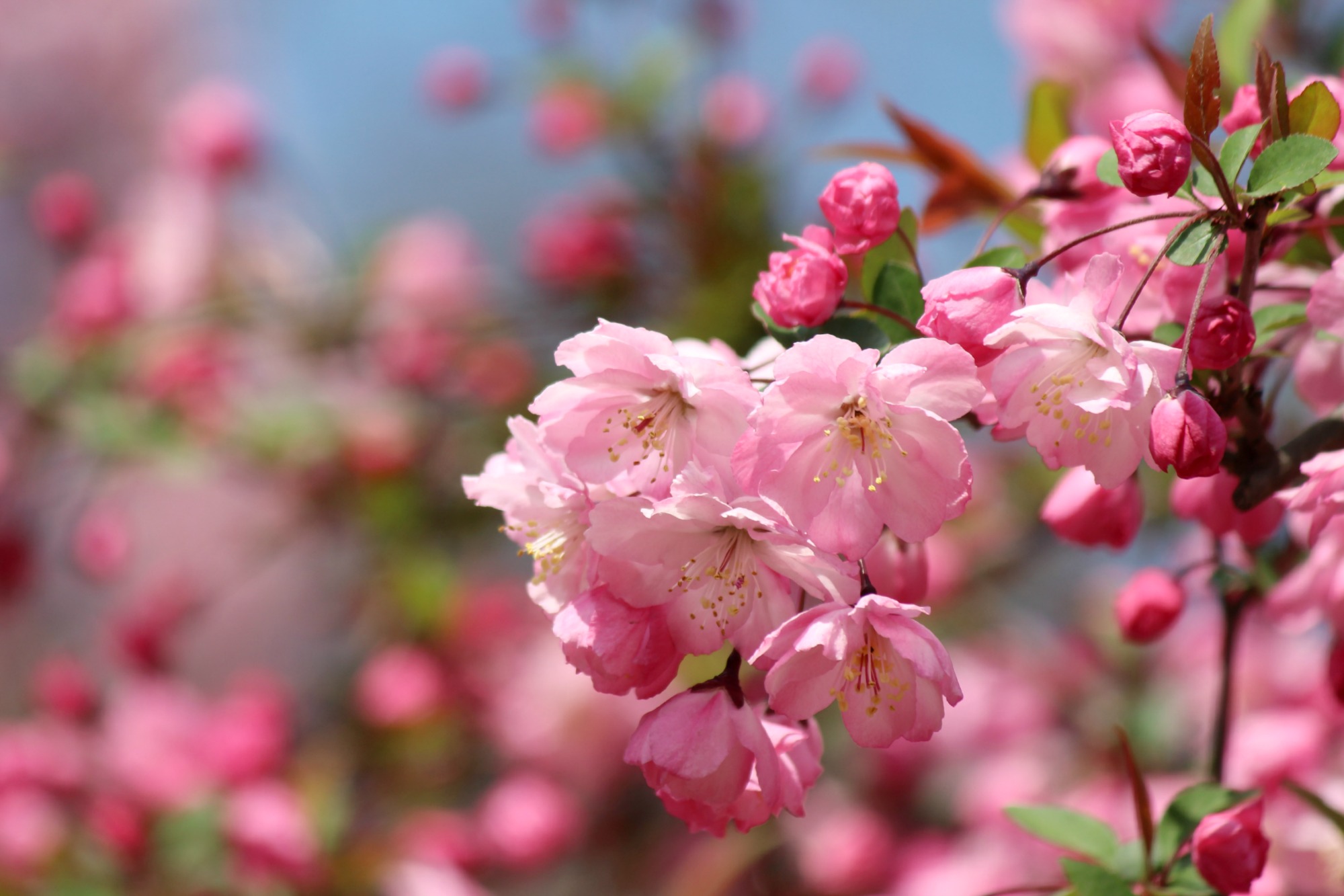 新宿御苑の桜 2015①_a0127090_11285880.jpg