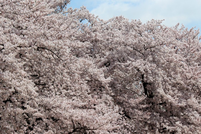 新宿御苑の桜 2015①_a0127090_118410.jpg