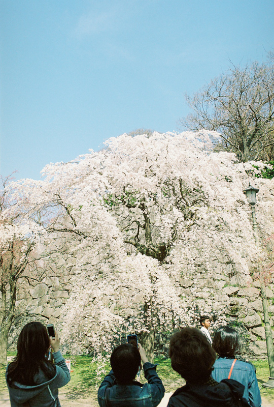 2015桜　*8（舞鶴公園　*8）_d0147393_2395812.jpg