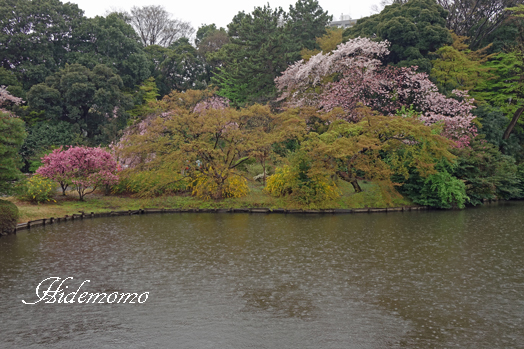 雨の新宿御苑寸景　9　　　　　　　_d0252896_1240285.jpg