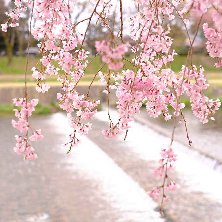 fujifilm X-E2～鴨川・半木の道～_e0023496_1845378.jpg