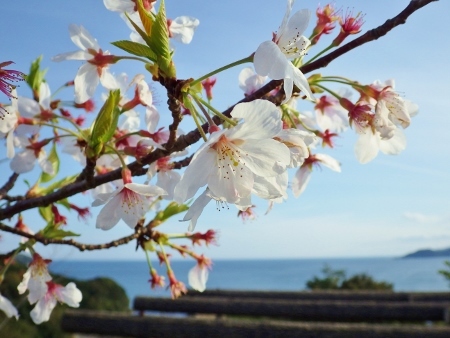 晴れた！　でも、桜は終わり_a0125598_22142360.jpg