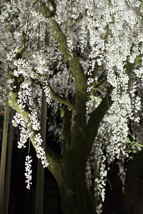 < 福井県・越前祖神「足羽神社」の夜桜ライトアップ >_c0183700_21265086.jpg