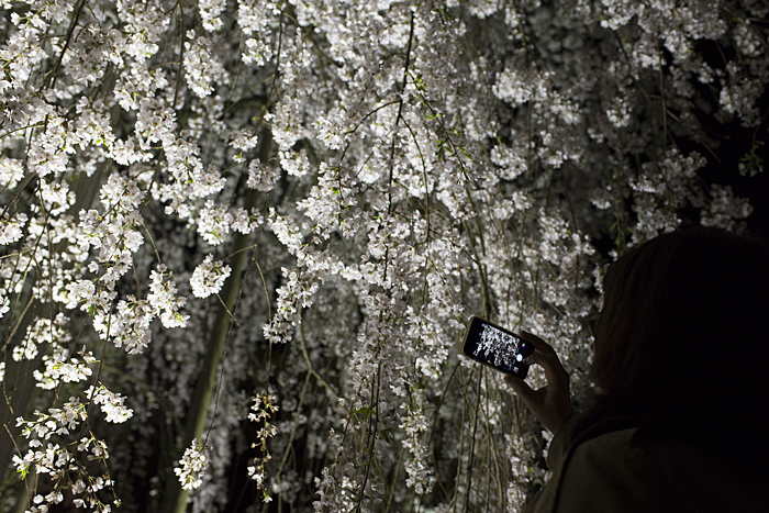 < 福井県・越前祖神「足羽神社」の夜桜ライトアップ >_c0183700_21274494.jpg