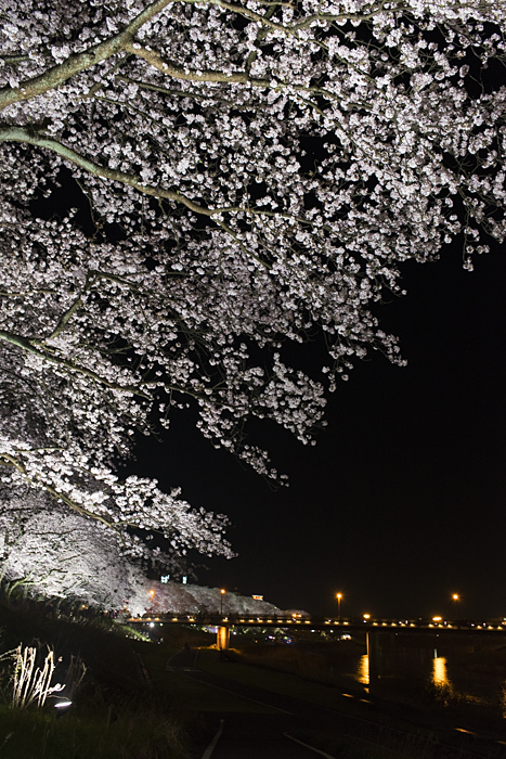 < 福井県・越前祖神「足羽神社」の夜桜ライトアップ >_c0183700_2182138.jpg