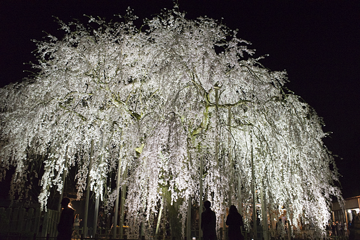 < 福井県・越前祖神「足羽神社」の夜桜ライトアップ >_c0183700_2191981.jpg