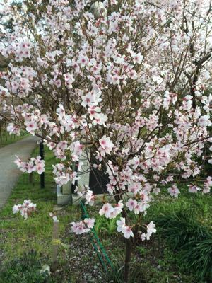 今年の桜_c0030505_2395291.jpg