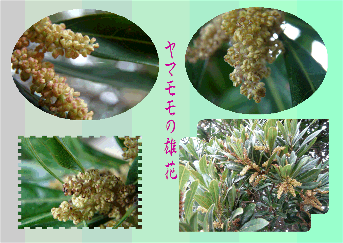ヤマモモ 山桃 の雄花 雌花 15 4 12 徳ちゃん便り ヤマモモ 山桃 の雄花 雌花 15 4 12 徳ちゃん便り