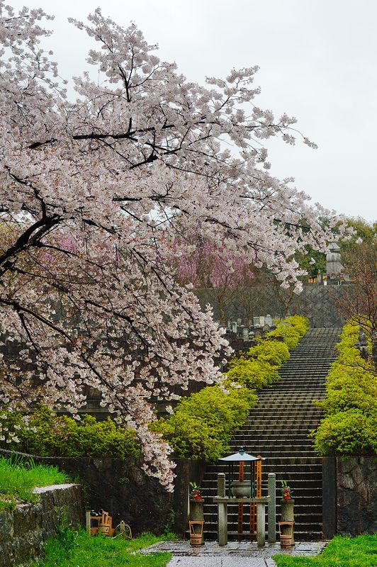 雨の桜巡り・東山 智積院・其の二_f0032011_17334155.jpg