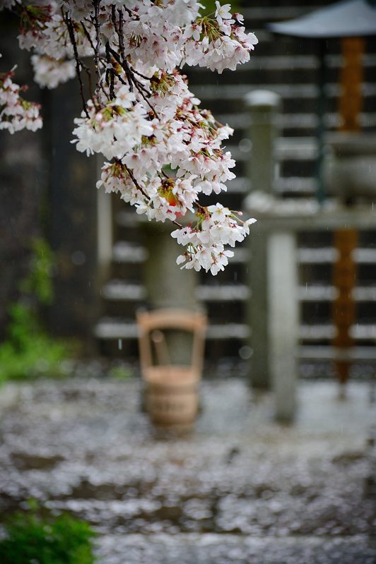 雨の桜巡り・東山 智積院・其の二_f0032011_17351558.jpg
